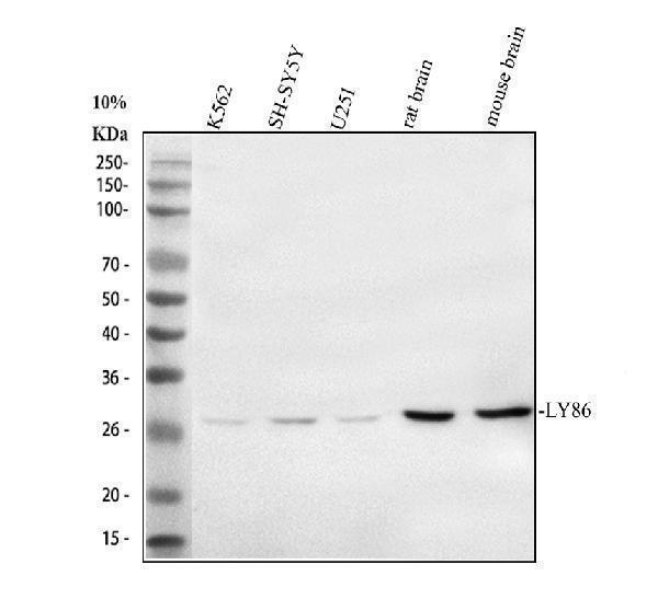 a07328 2 ly86 primary antibodies wb testing 1