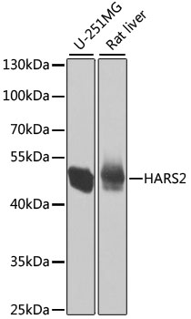 a07330 hars2 primary antiboties wb testing 1