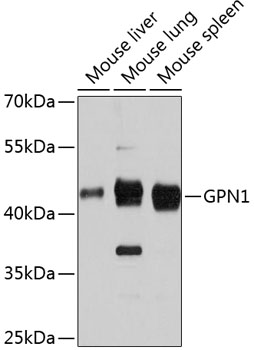 Western blot analysis of extracts of various cell lines, using GPN1 antibody  at 1:3000 dilution