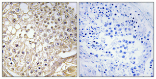 Immunohistochemical analysis of paraffin-embedded Human testis