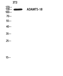 Western blot analysis of 3T3 using ADAMTS-18 antibody