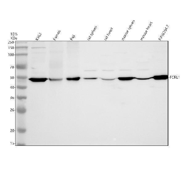 Western blot analysis of FCRL1 using anti-FCRL1 antibody (A07343-2)
