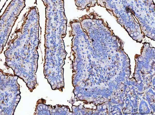 a07347 mgam primary antibodies ihc testing 2