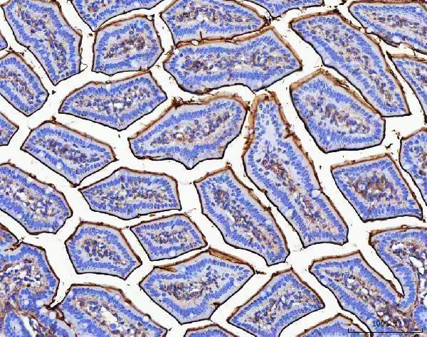 a07347 mgam primary antibodies ihc testing 3