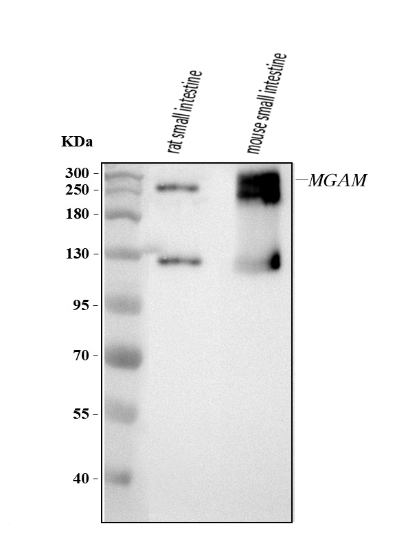 a07347 mgam primary antibodies wb testing 1