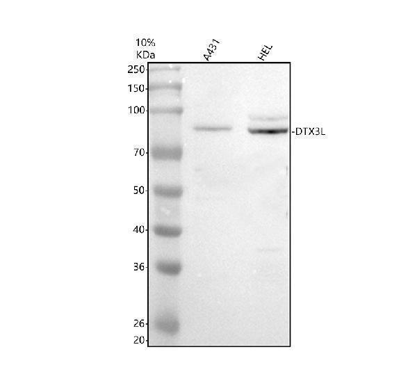 a07348 1 dtx3l primary antibodies wb testing 1
