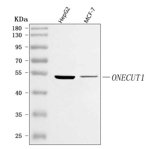  Western blot analysis of ONECUT1 using anti-ONECUT1 antibody (A07349)