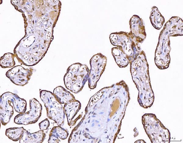  IHC analysis of PP11/ENDOU using anti-PP11/ENDOU antibody (A07350-1)