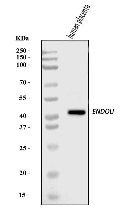  Western blot analysis of PP11/ENDOU using anti-PP11/ENDOU antibody (A07350-1)