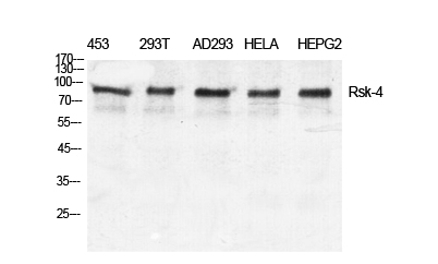 Western Blot analysis of various cells using Rsk-4 Polyclonal Antibody diluted at 1:500