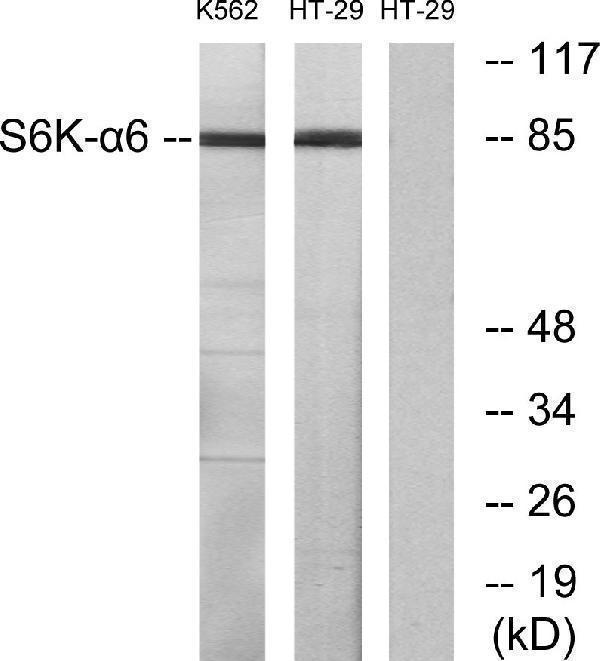 Western blot analysis of lysates from K562 and HT-29 cells, using S6K-alpha6 Antibody