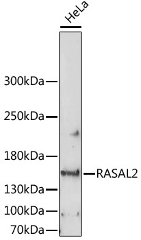a07356 rasal2 primary antiboties wb testing 1