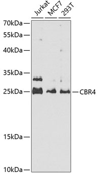 a07359 cbr4 primary antiboties wb testing 1