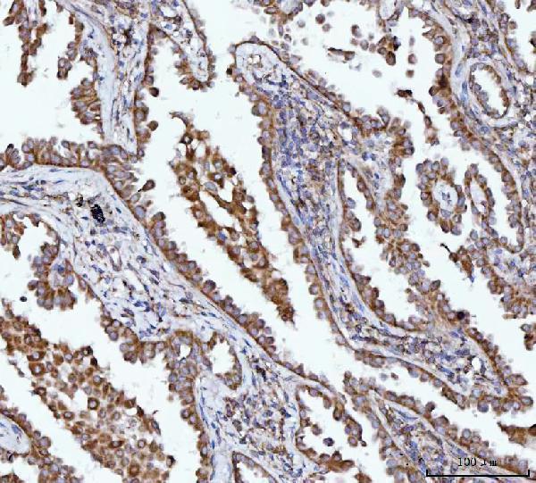 a07367 2 bbs9 primary antibodies ihc testing 3