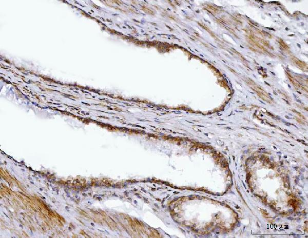 a07367 2 bbs9 primary antibodies ihc testing 4