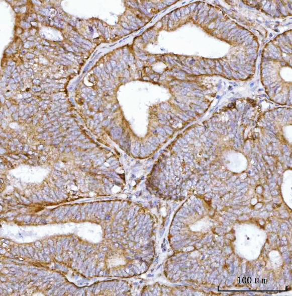 a07367 2 bbs9 primary antibodies ihc testing 5