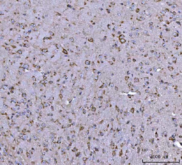 a07367 2 bbs9 primary antibodies ihc testing 6