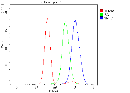a07368 1 grhl1 primary antibodies fcm testing 3