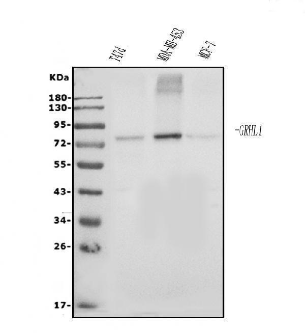 a07368 1 grhl1 primary antibodies wb testing 1