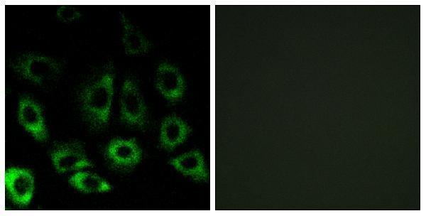 a07369 1 mbtps2 primary antibodies if testing 1