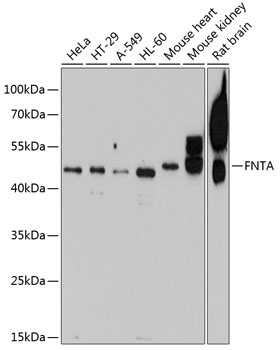 Western blot analysis of extracts of various cell lines, using FNTA antibody  at 1:1000 dilution