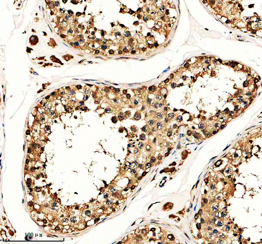 a07373 1 lancl2 primary antibodies ihc testing 1