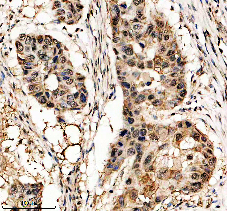 a07373 1 lancl2 primary antibodies ihc testing 2