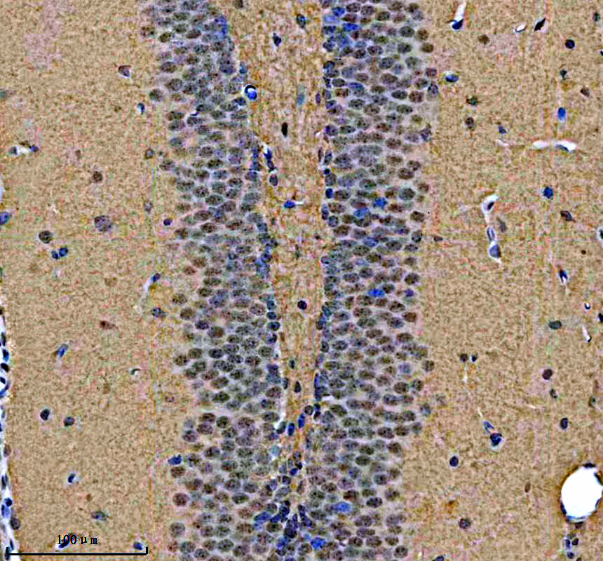 a07373 1 lancl2 primary antibodies ihc testing 3