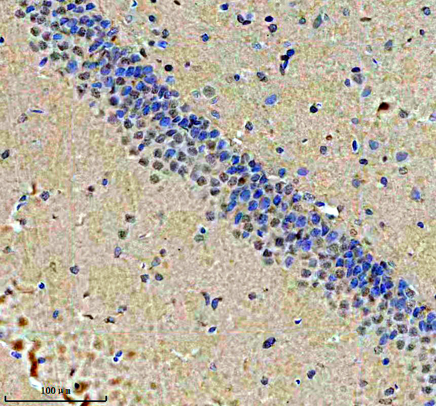a07373 1 lancl2 primary antibodies ihc testing 4