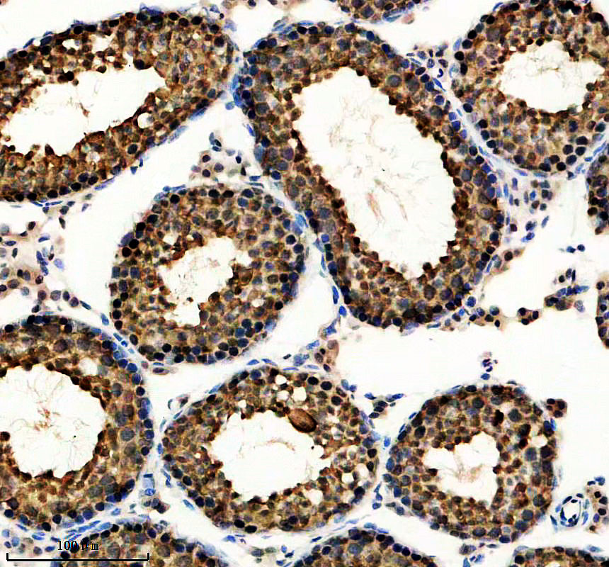 a07373 1 lancl2 primary antibodies ihc testing 5