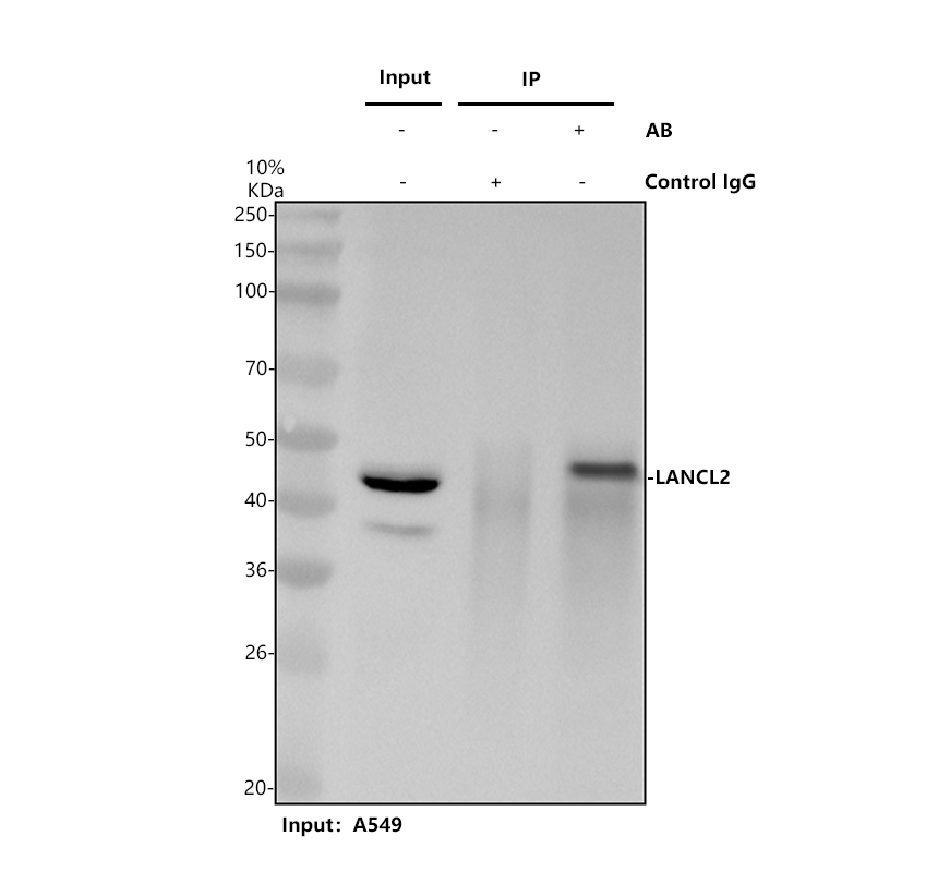 a07373 1 lancl2 primary antibodies ip testing 1