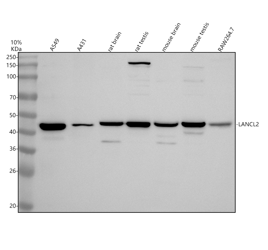a07373 1 lancl2 primary antibodies wb testing 1
