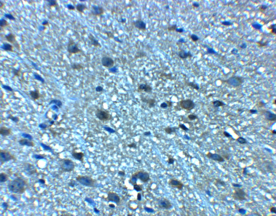 Immunohistochemistry of LANCL2 in mouse brain tissue with LANCL2 antibody at 5 μg/mL
