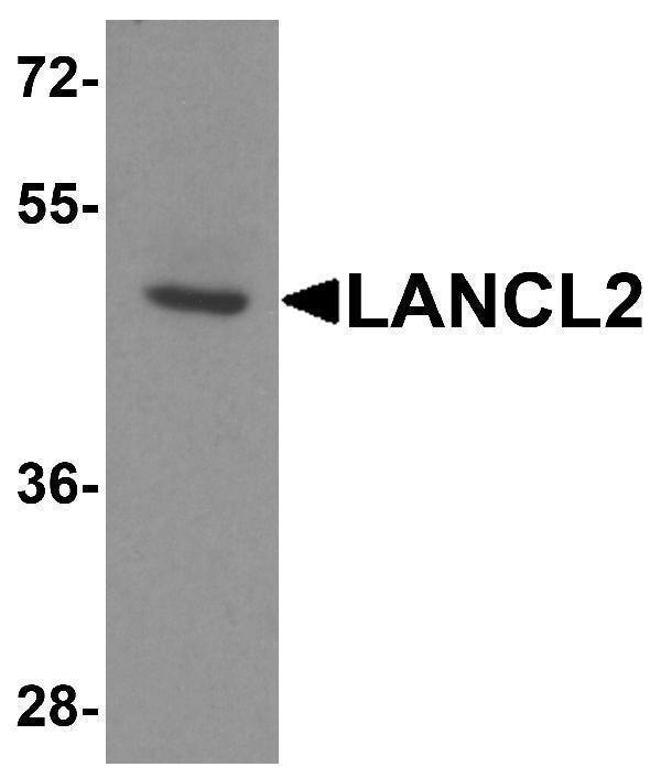 Western blot analysis of LANCL2 in human brain tissue lysate with LANCL2 antibody at 1 μg/ml