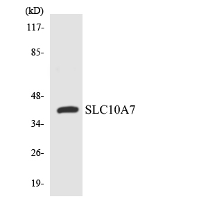 Western blot analysis of the lysates from 293 cells using SLC10A7 antibody