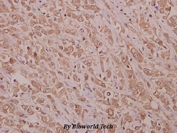 a07375 1 stk33 primary antiboties ihc testing 2