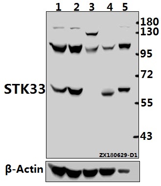a07375 1 stk33 primary antiboties wb testing 1