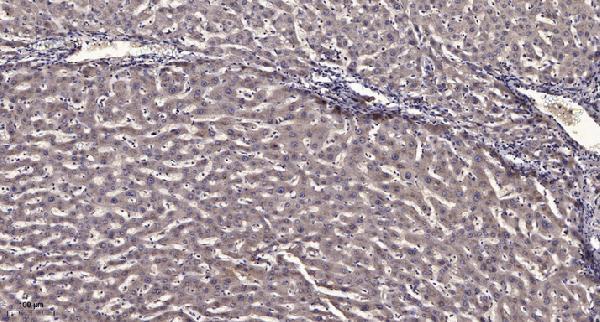 a07375 stk33 primary antibodies ihc testing 1