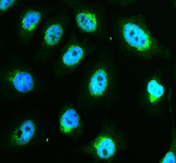 IF analysis of DIAPH2 using anti-DIAPH2 antibody (A07378-3)