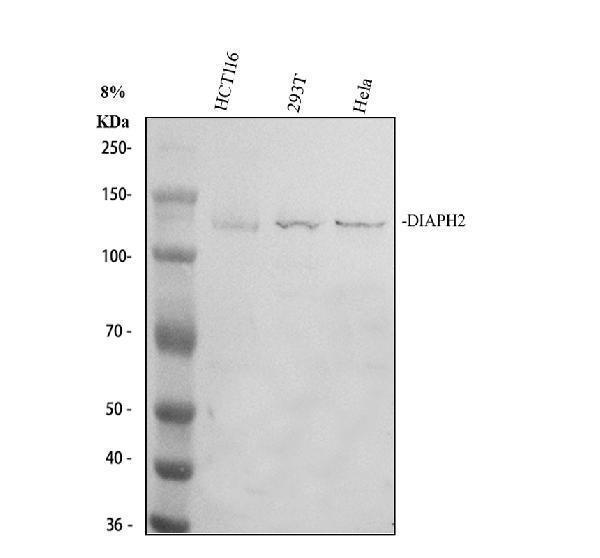 Western blot analysis of DIAPH2 using anti-DIAPH2 antibody (A07378-3)