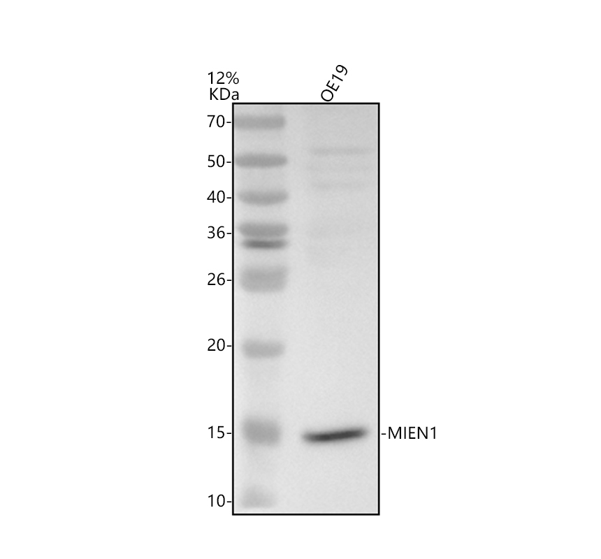a07379 1 mien1 primary antibodies wb testing 1