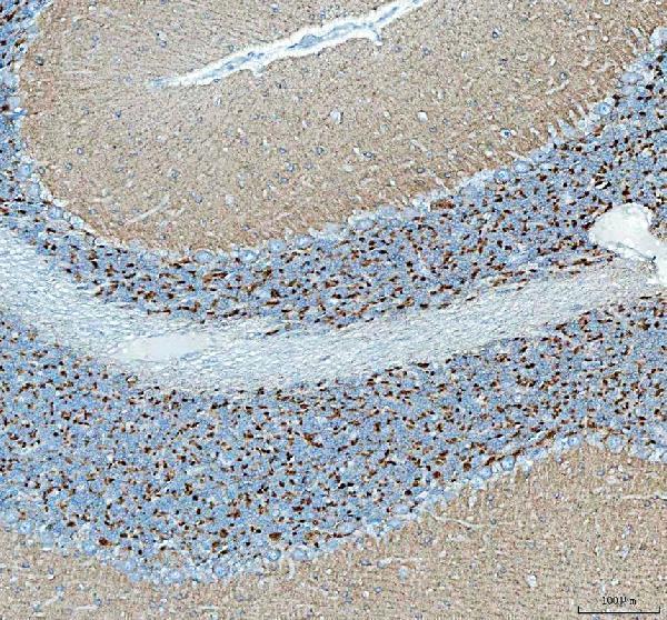 a07381 2 sncb primary antibodies ihc testing 3