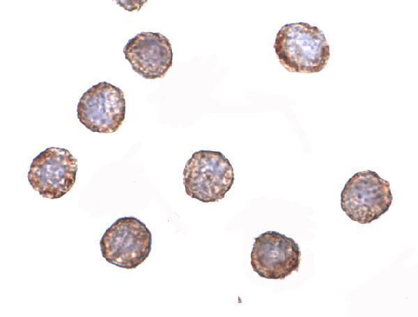 Immunocytochemistry of RNAse H2A in HeLa cells with RNAse H2A antibody at 2 μg/mL