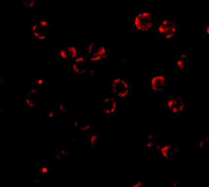 Immunofluorescence of RNase H2A in Hela cells with RNAse H2A antibody at 5 μg/mL