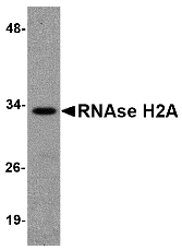Western blot analysis of RNAse H2A in HeLa cell lysate with RNAse H2A antibody at 1 μg/mL