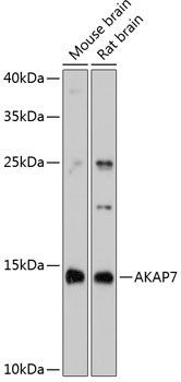 a07387 akap7 primary antiboties wb testing 1
