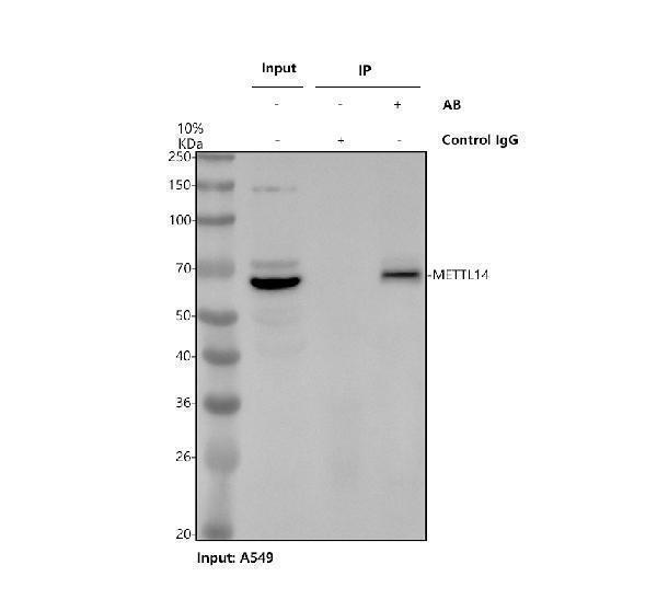 a07389 2 mettl14 primary antibodies ip testing 1