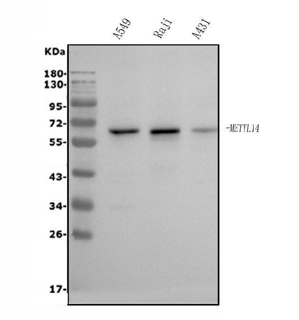 a07389 2 mettl14 primary antibodies wb testing 1