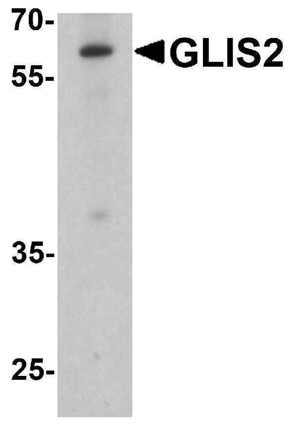 a07390 glis2 primary antibodies wb testing 1