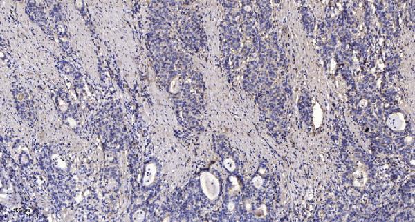 a07396 1 apba3 primary antibodies ihc testing 1